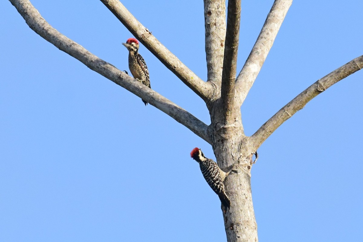 Ladder-backed Woodpecker - Joel Trick