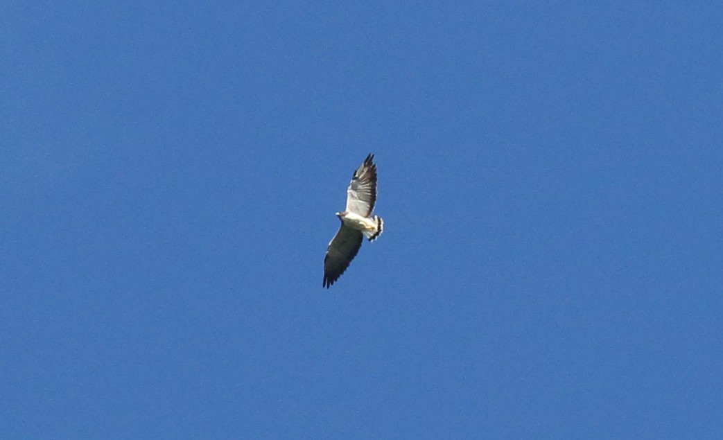 White-tailed Hawk - Rick Folkening