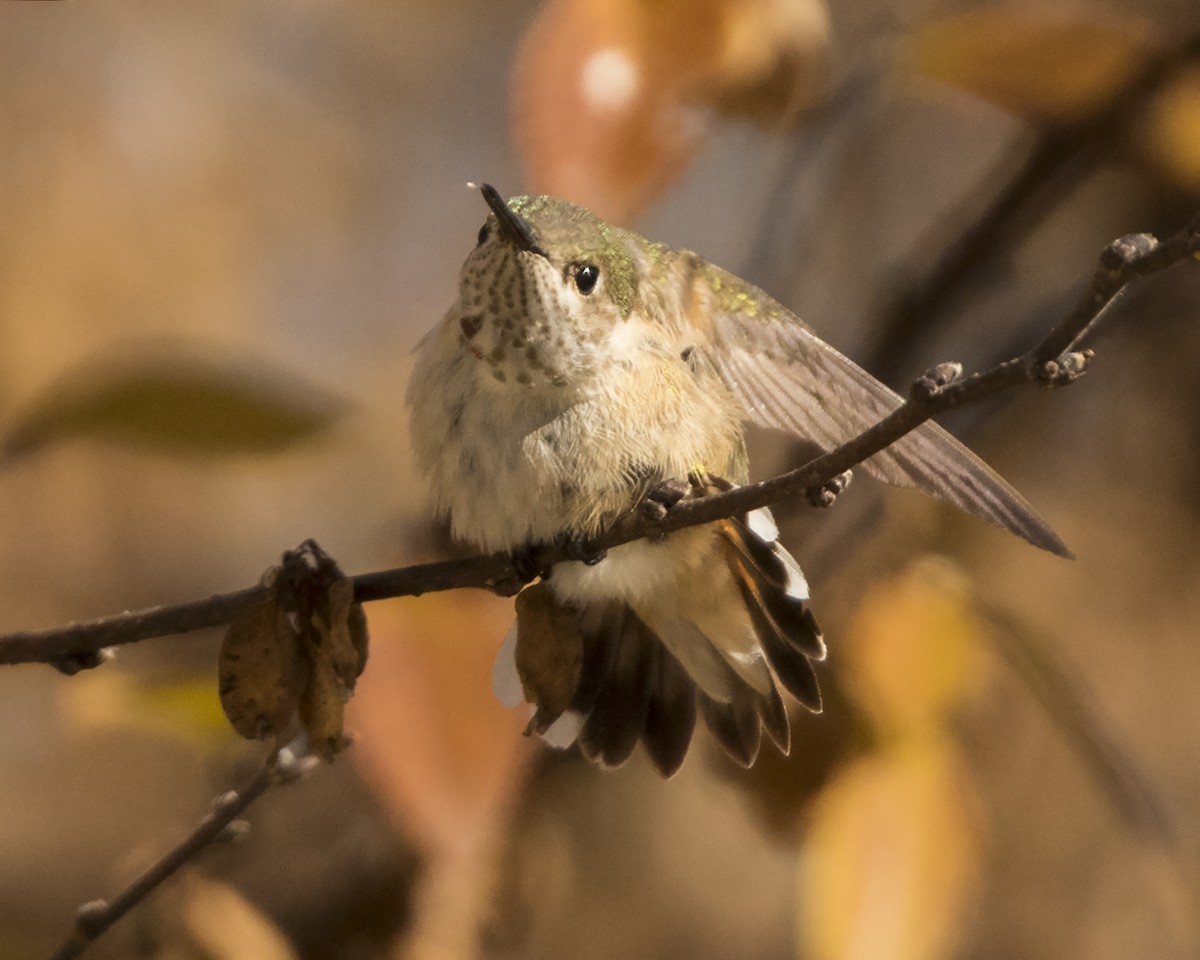 Calliope Hummingbird - Jan  Fowler