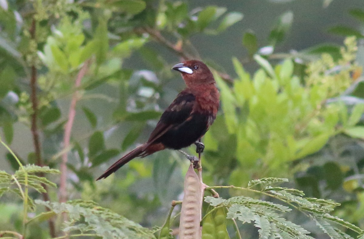 Silver-beaked Tanager - ML85028481