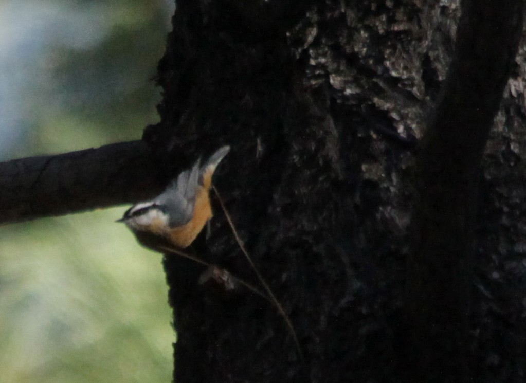 Red-breasted Nuthatch - ML85028521