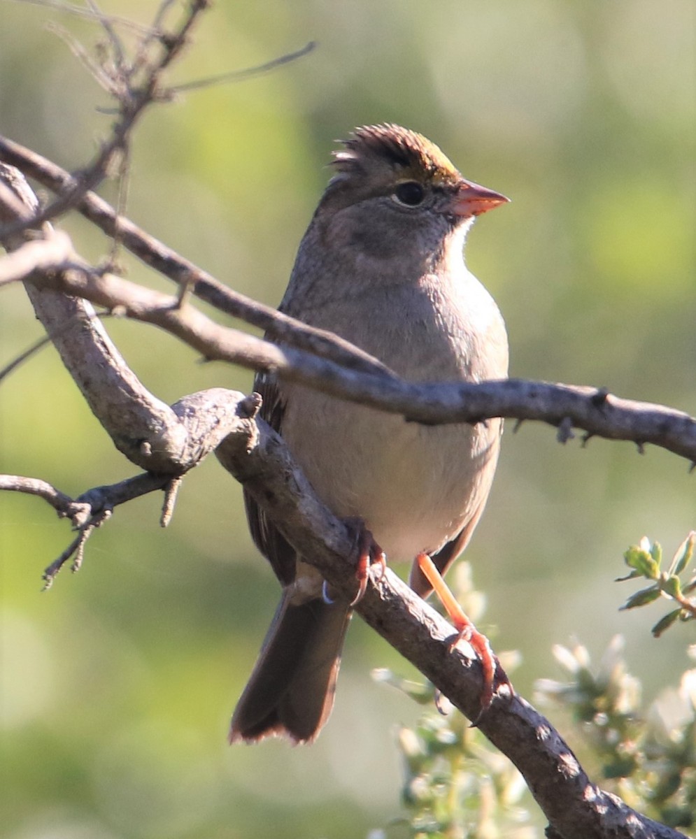 Golden-crowned Sparrow - ML85029801