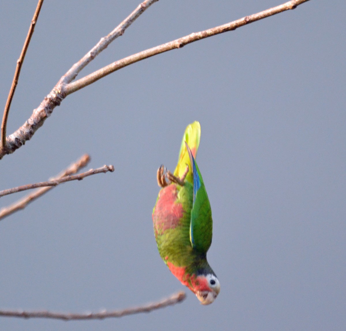 Cuban Parrot (Cuban) - Michael J Good