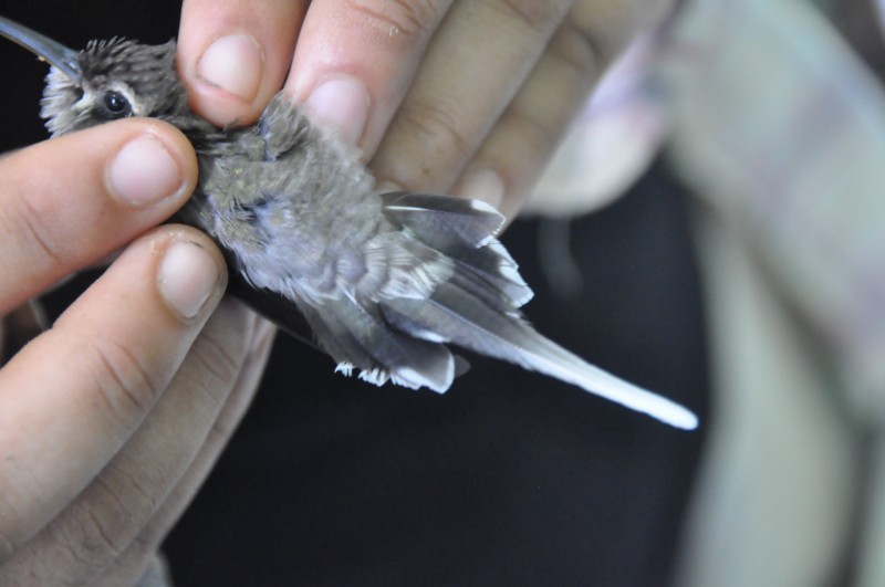 kolibřík běloknírkový - ML85030961