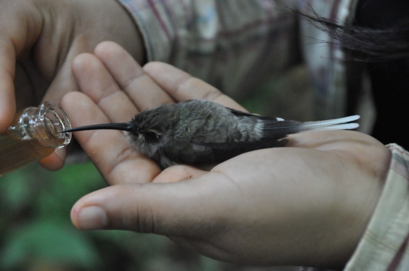 kolibřík běloknírkový - ML85030971