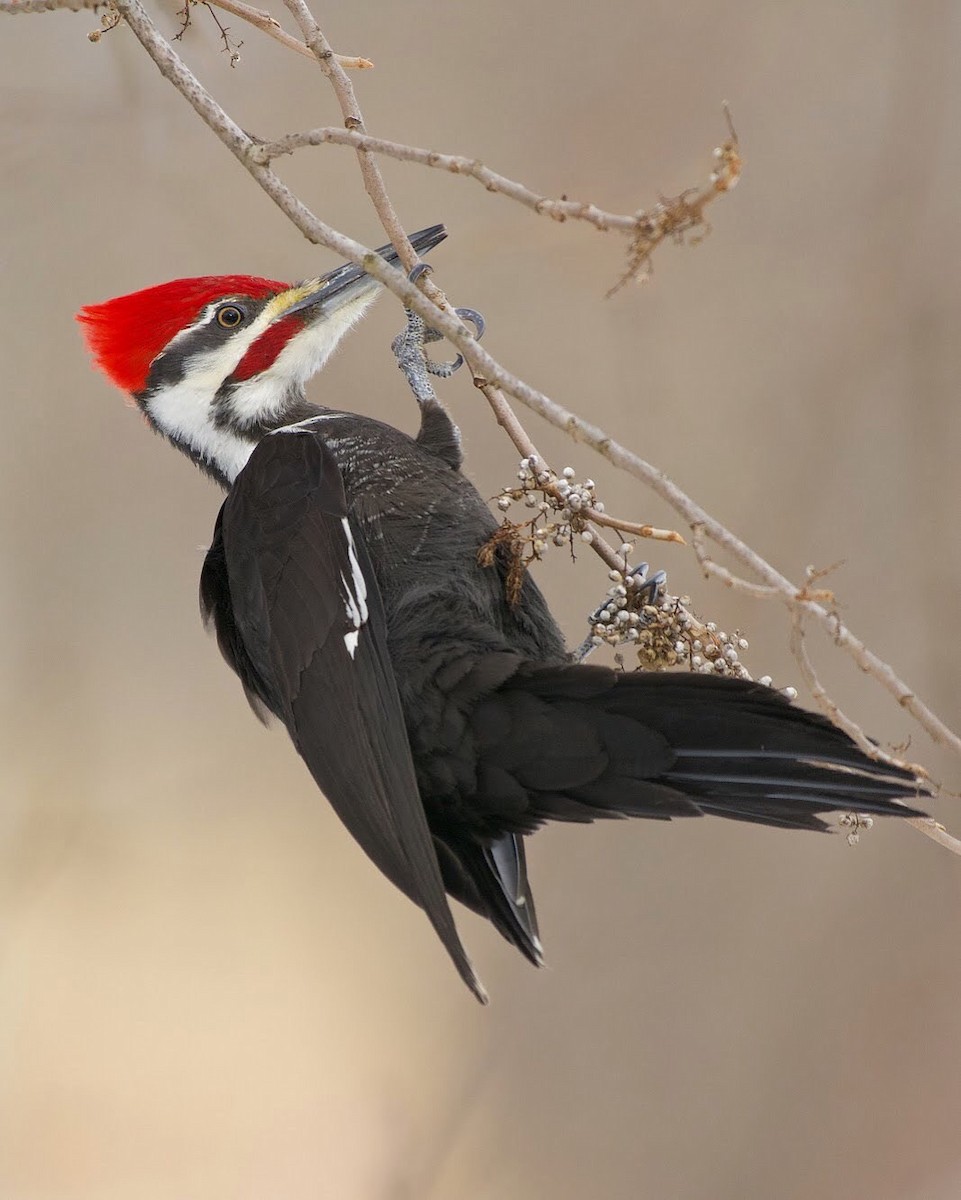 Pileated Woodpecker - Nick Hawvermale