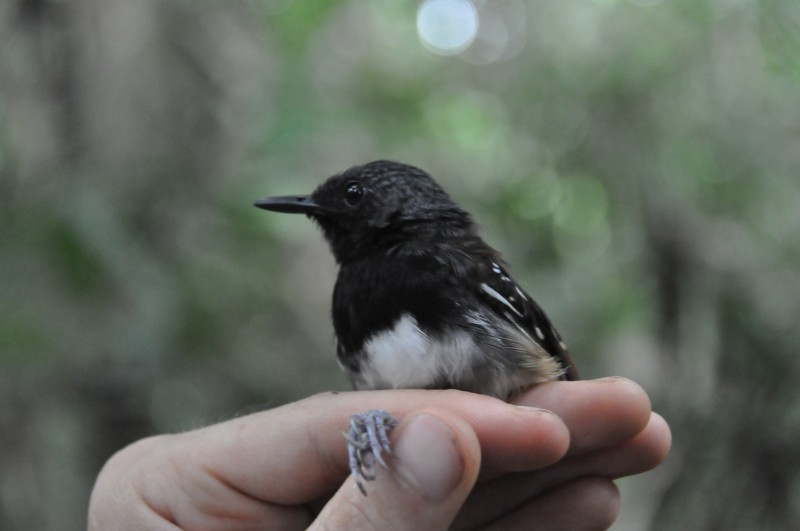 Chestnut-tailed Antbird - ML85034421