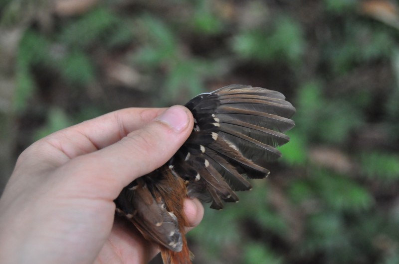 Chestnut-tailed Antbird - ML85034431