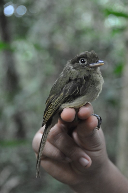Western Olivaceous Flatbill - ML85034481