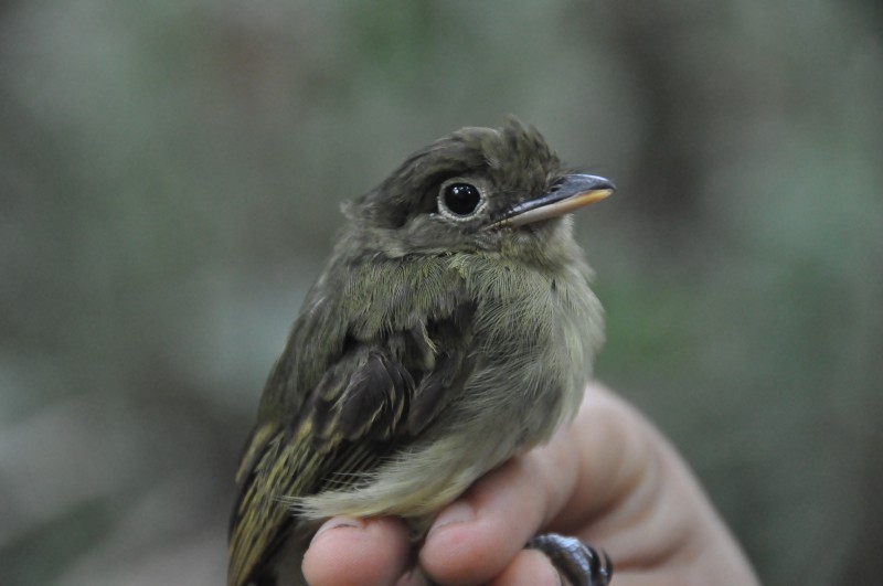 Western Olivaceous Flatbill - ML85034491