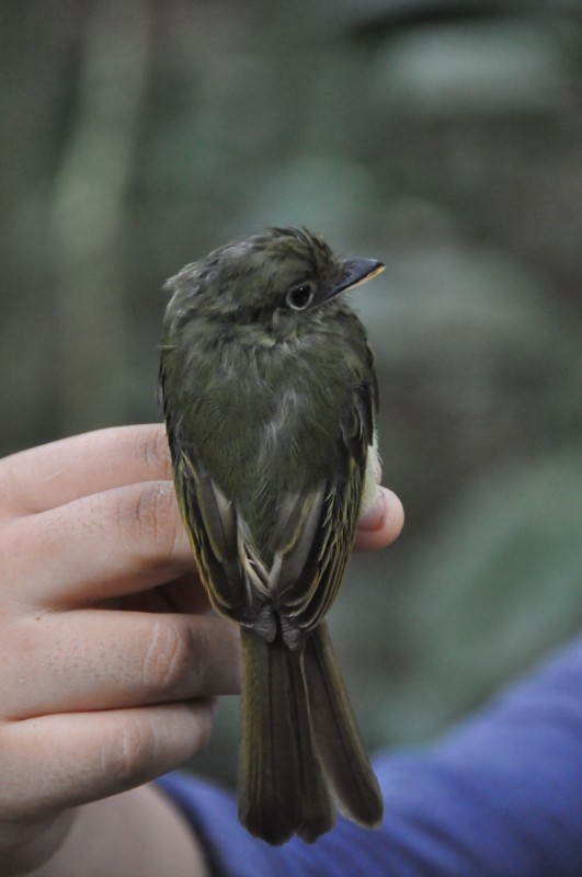 Western Olivaceous Flatbill - ML85034501