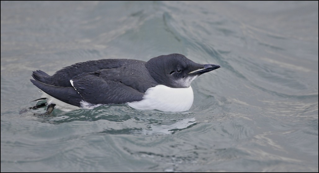 Thick-billed Murre - ML85034551