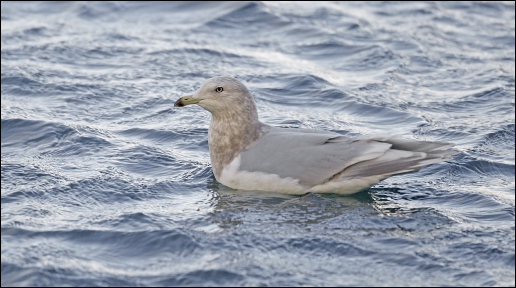 Iceland Gull (kumlieni) - ML85034621
