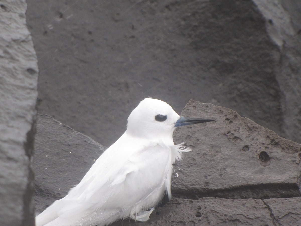 White Tern - ML85036171
