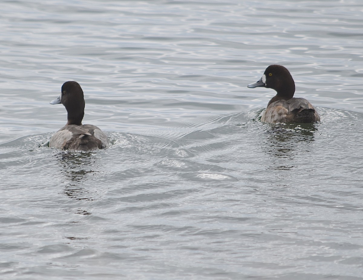 Lesser Scaup - Michael Brower