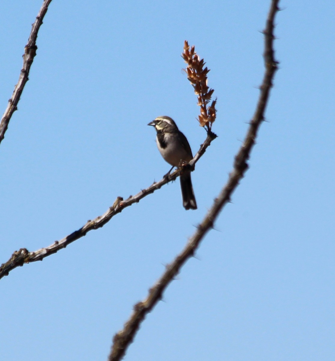 Black-throated Sparrow - ML85040311