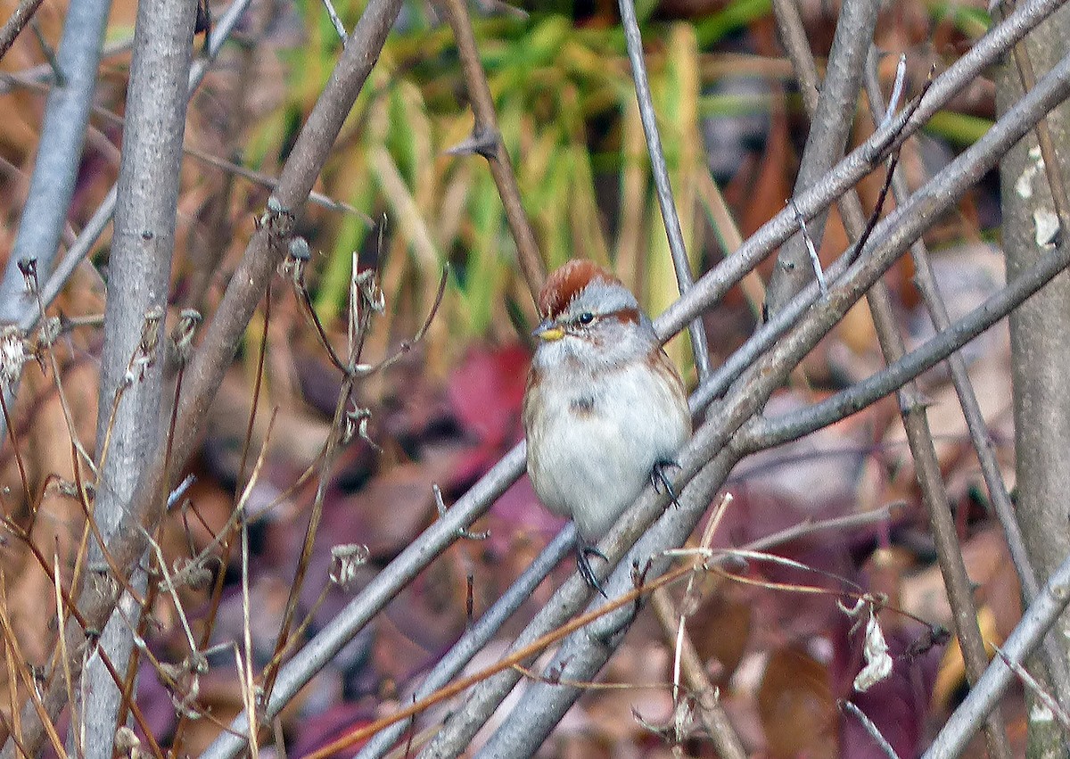 American Tree Sparrow - ML85046381