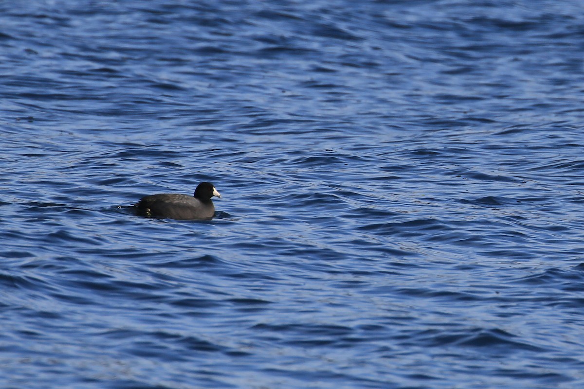 American Coot (Red-shielded) - ML85046531