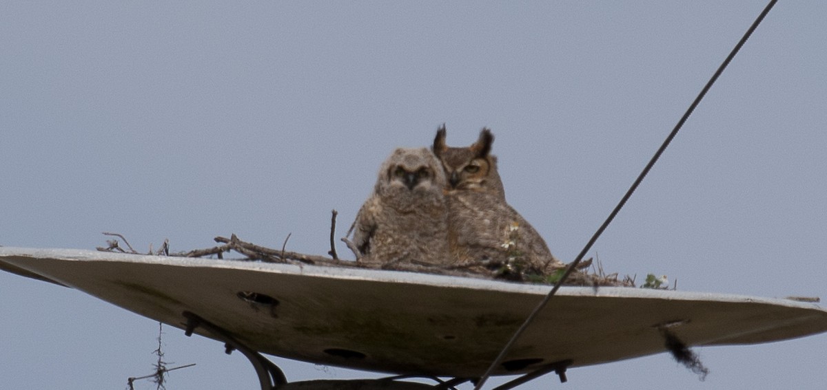 Great Horned Owl - ML85049091