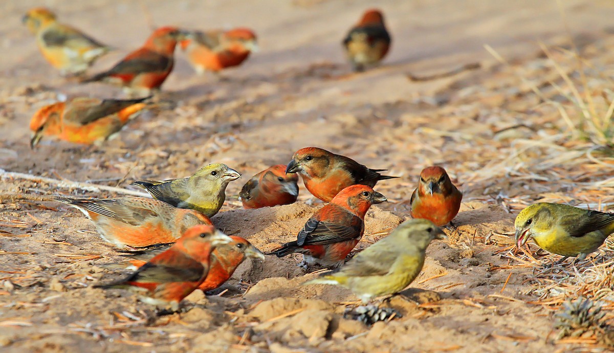 Red Crossbill (Ponderosa Pine or type 2) - Ryan Brady