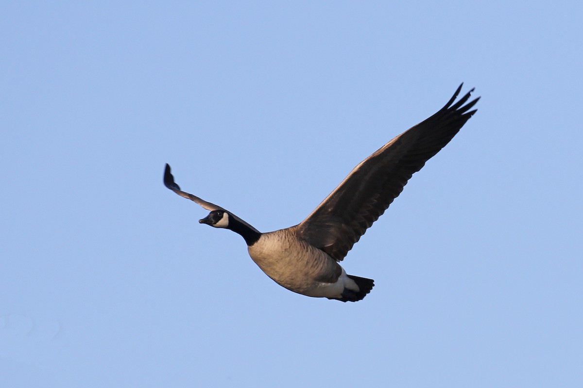 Canada Goose (moffitti/maxima) - Donna Pomeroy