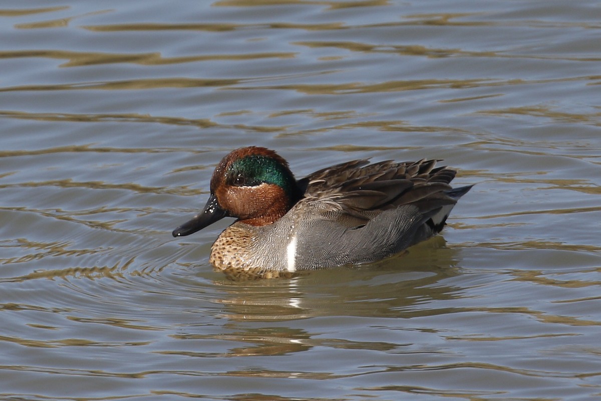 Green-winged Teal - ML85052291