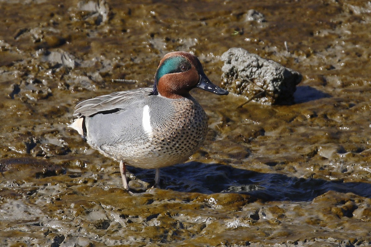Green-winged Teal - ML85052301