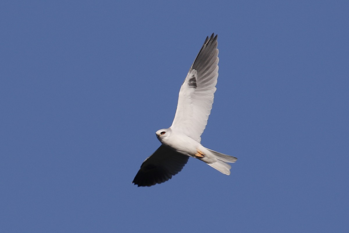 White-tailed Kite - ML85052601