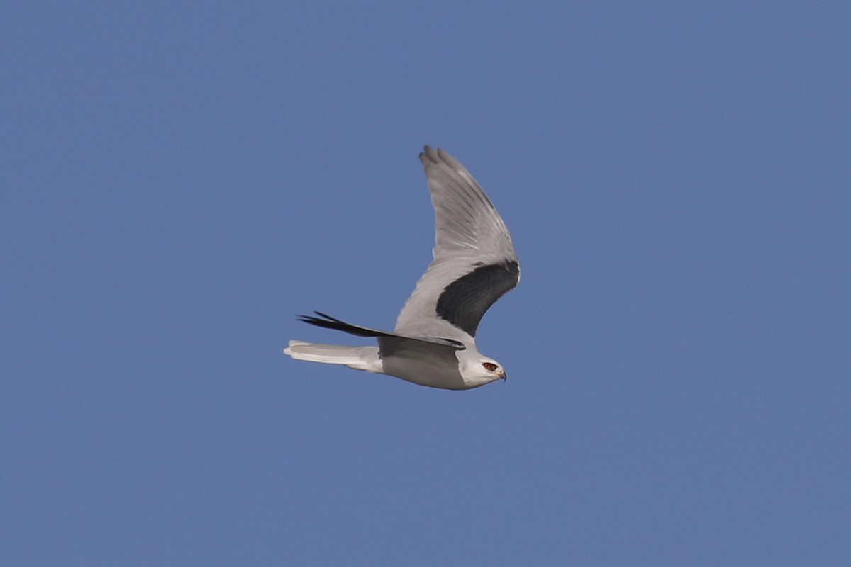 White-tailed Kite - ML85052611