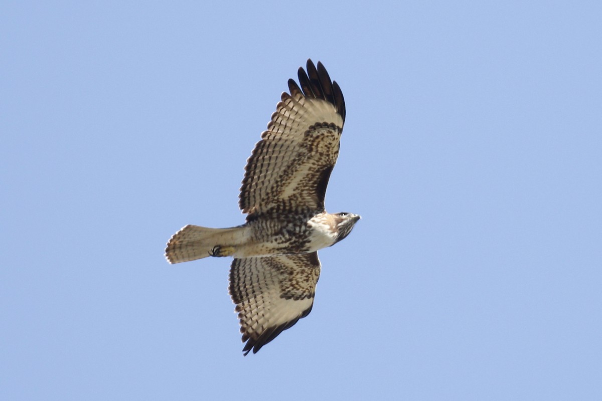 Red-tailed Hawk - ML85052691