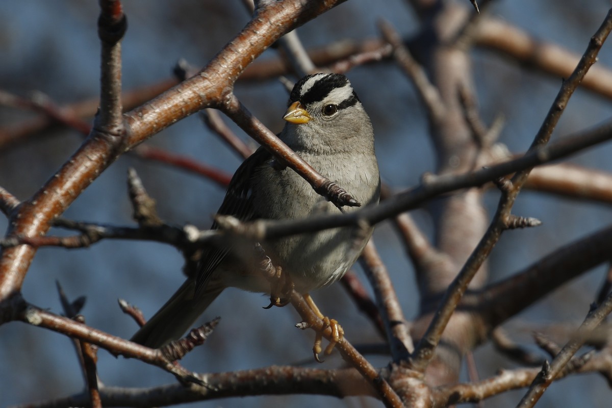 White-crowned Sparrow - ML85052861