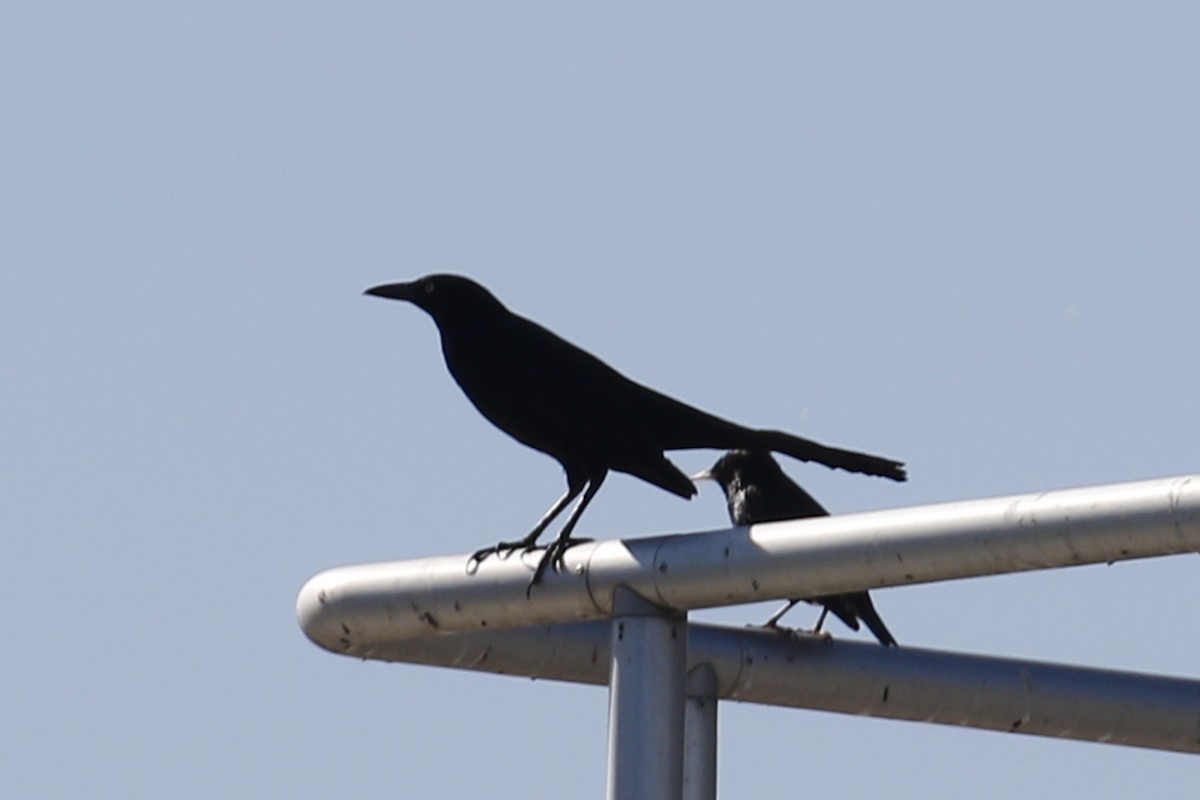 Great-tailed Grackle - ML85052911