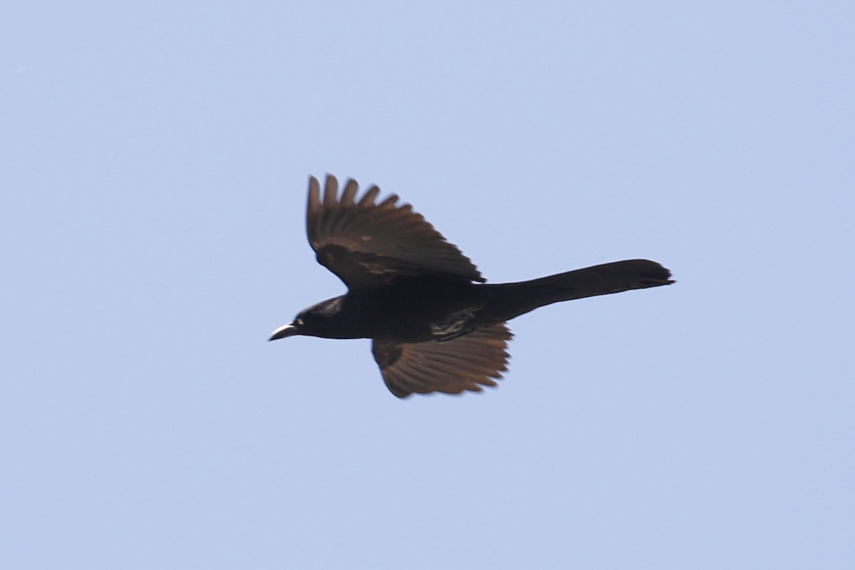 Great-tailed Grackle - ML85052931