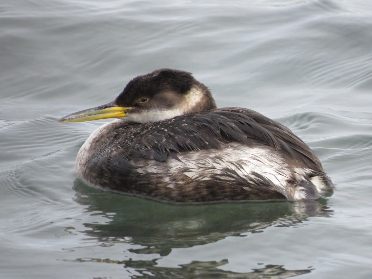 Red-necked Grebe - ML85053471