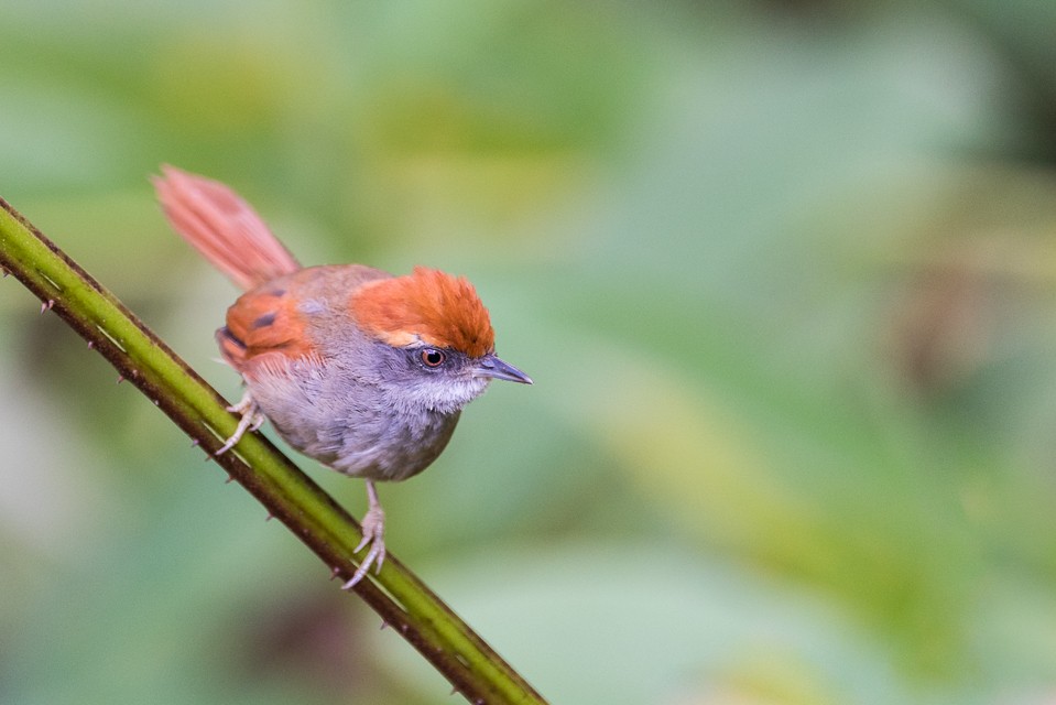 Rufous-capped Spinetail - Ivan Marques Campos