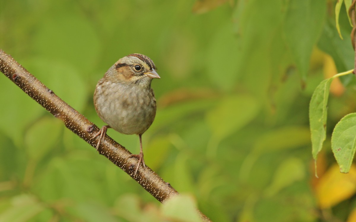 Swamp Sparrow - ML85060421