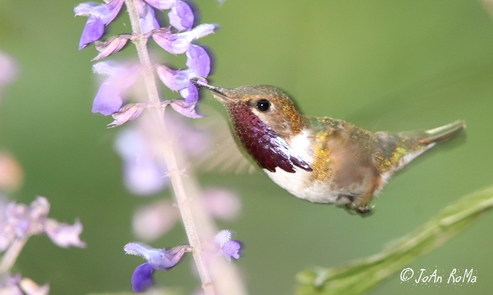 Bumblebee Hummingbird - ML85060671