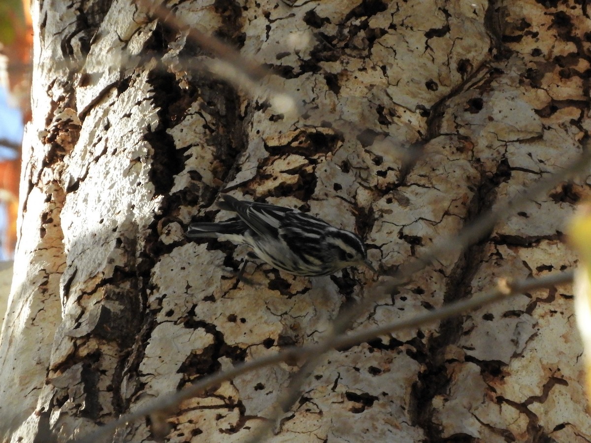 Black-and-white Warbler - ML85061271