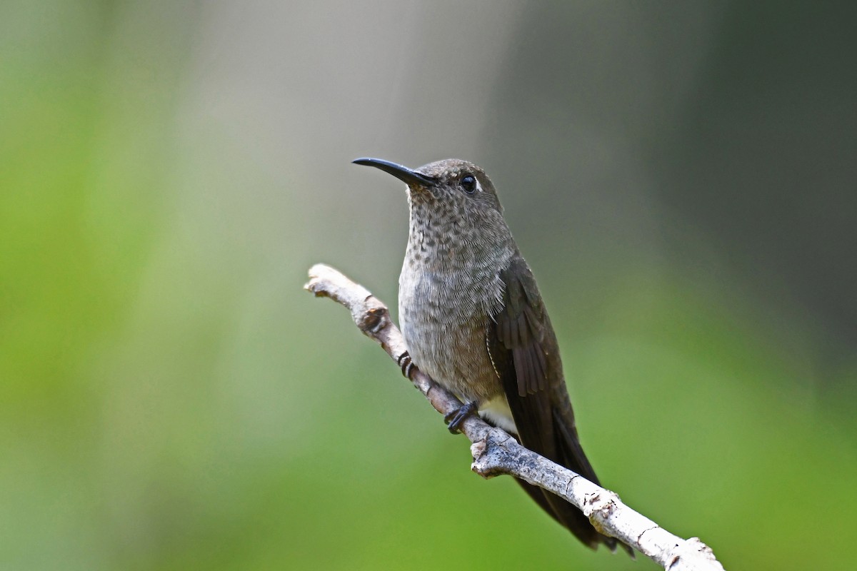 Sombre Hummingbird - Brian Henderson
