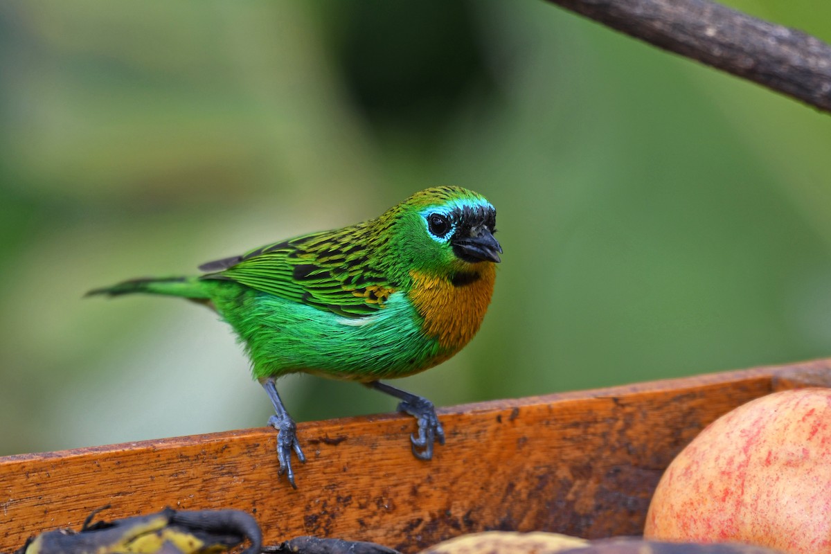 Brassy-breasted Tanager - ML85066651