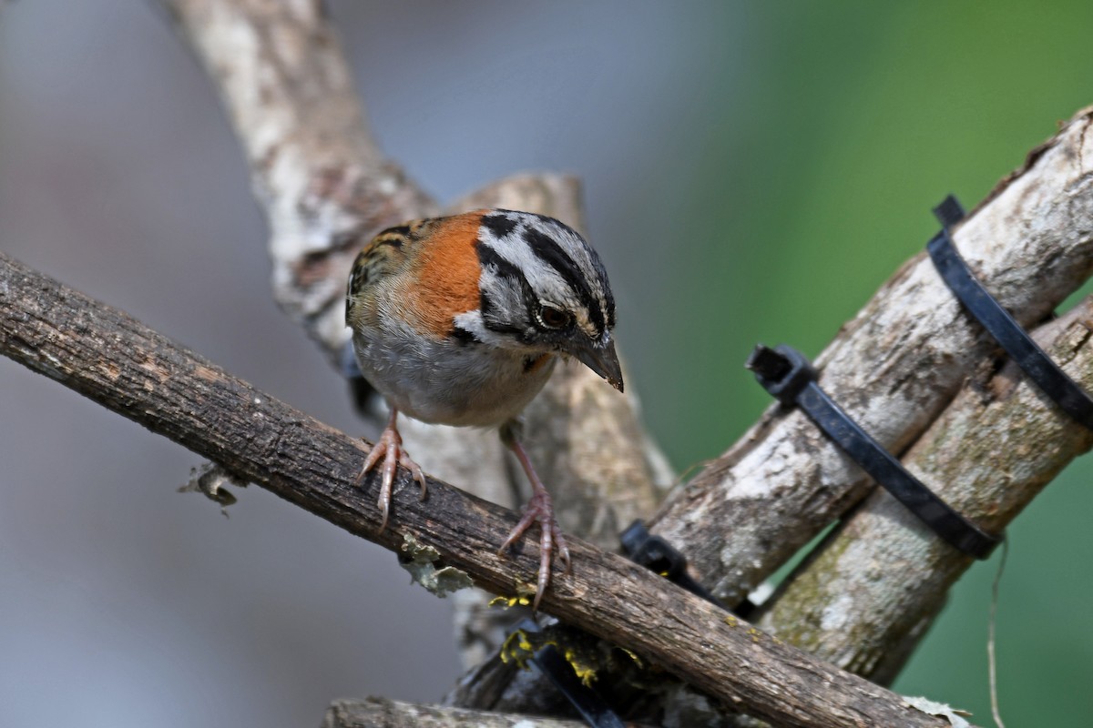 Rufous-collared Sparrow - ML85066671