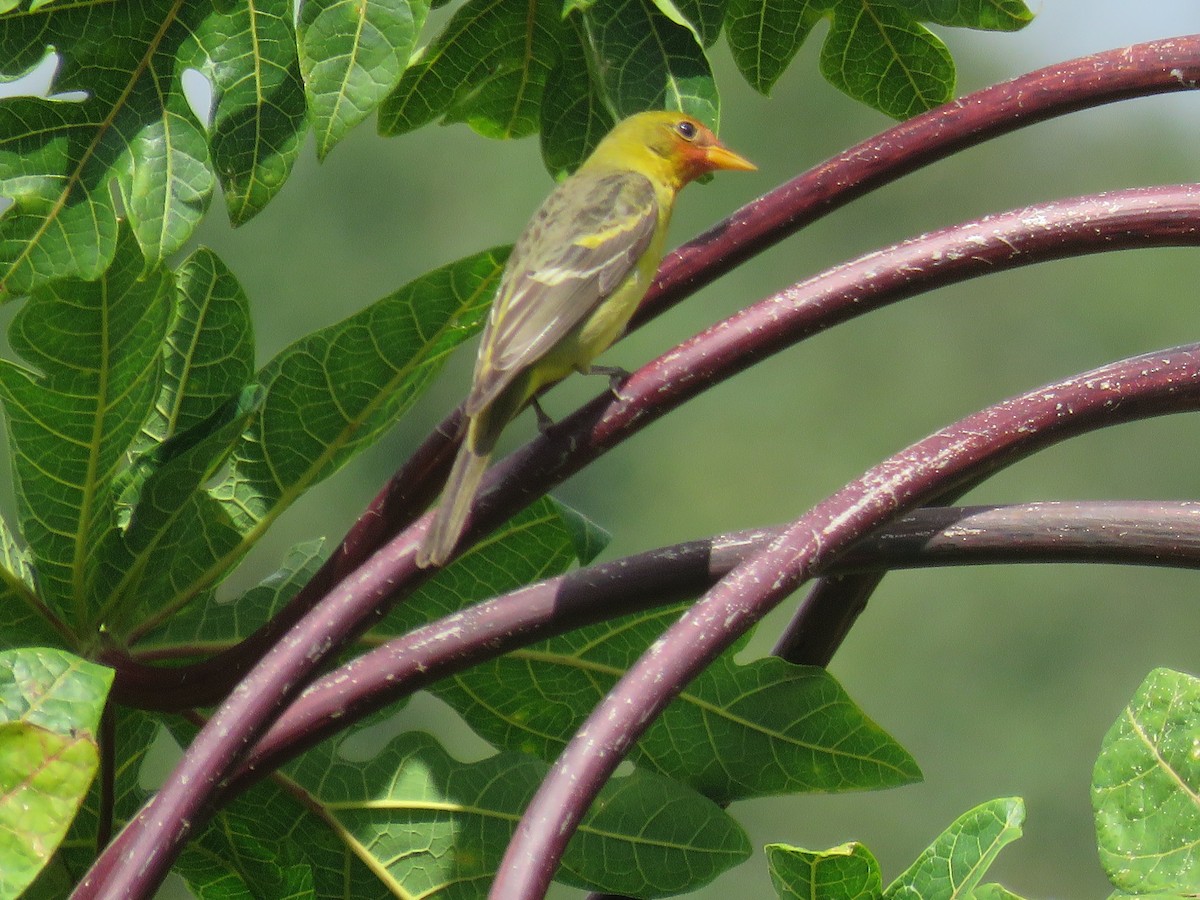 Western Tanager - ML85066961