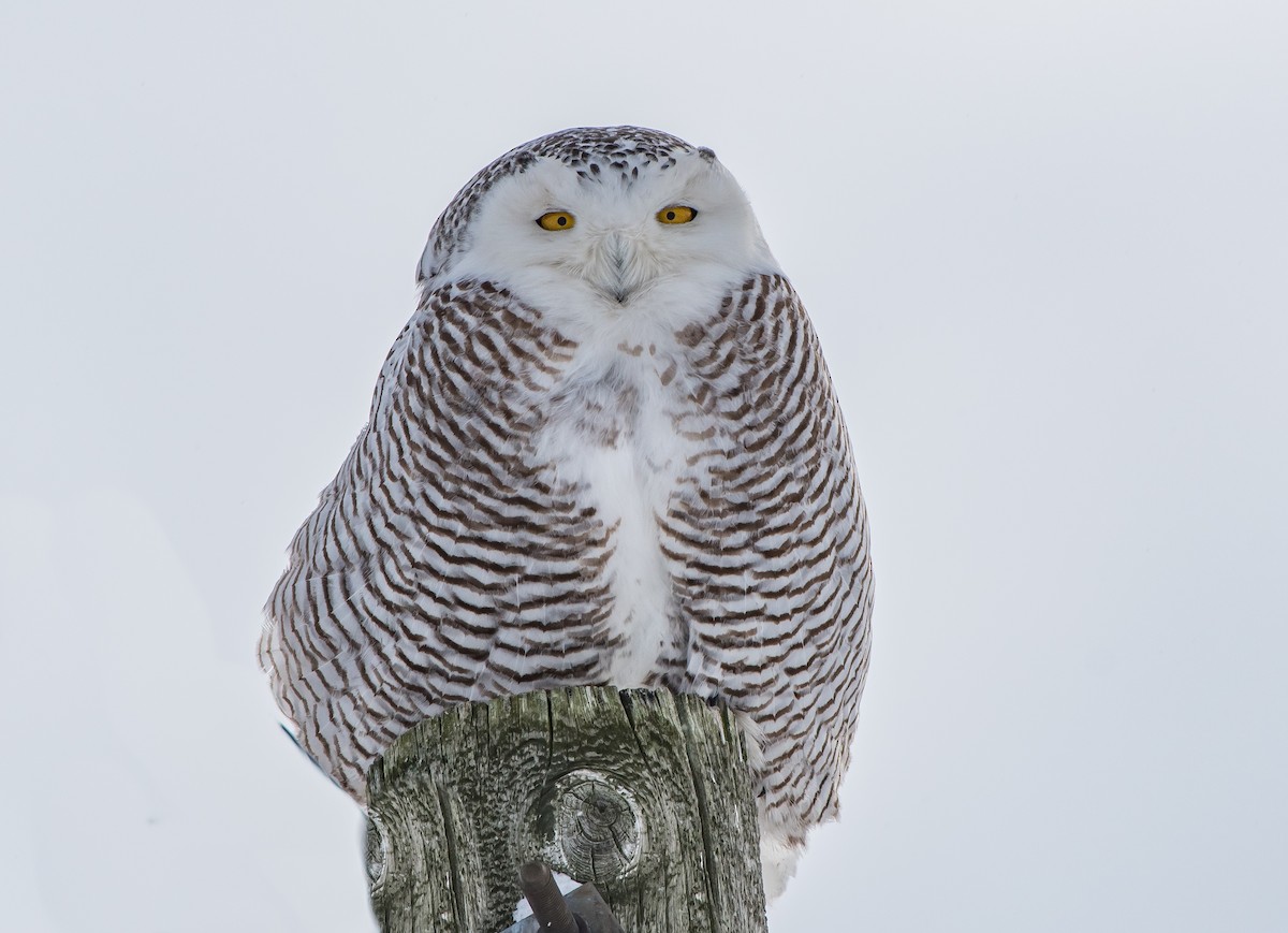 Snowy Owl - Frank King