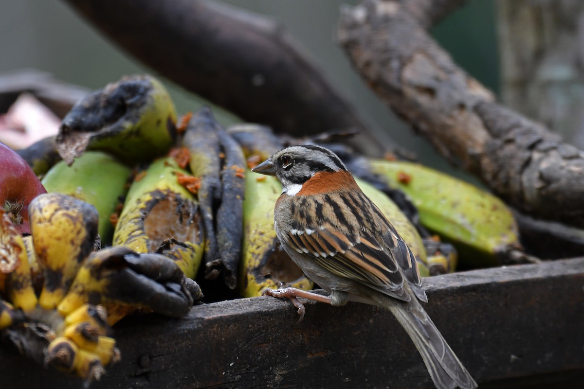 Rufous-collared Sparrow - ML85071501