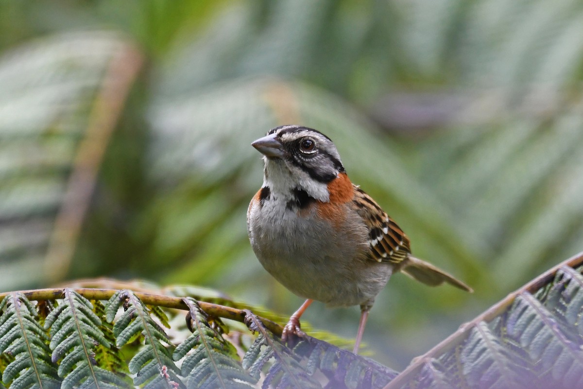 Rufous-collared Sparrow - ML85071511