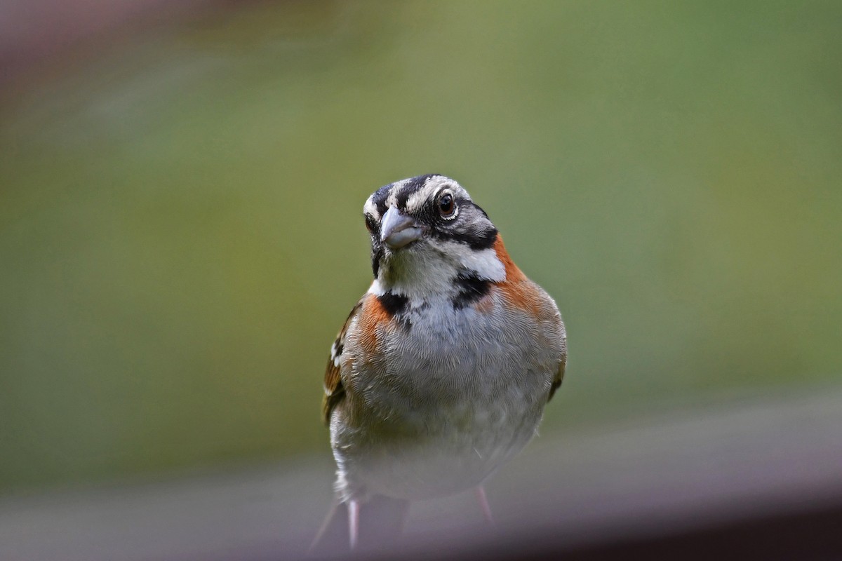 Rufous-collared Sparrow - ML85071521