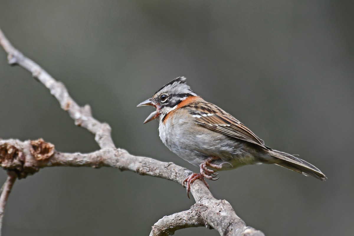 Rufous-collared Sparrow - ML85071531