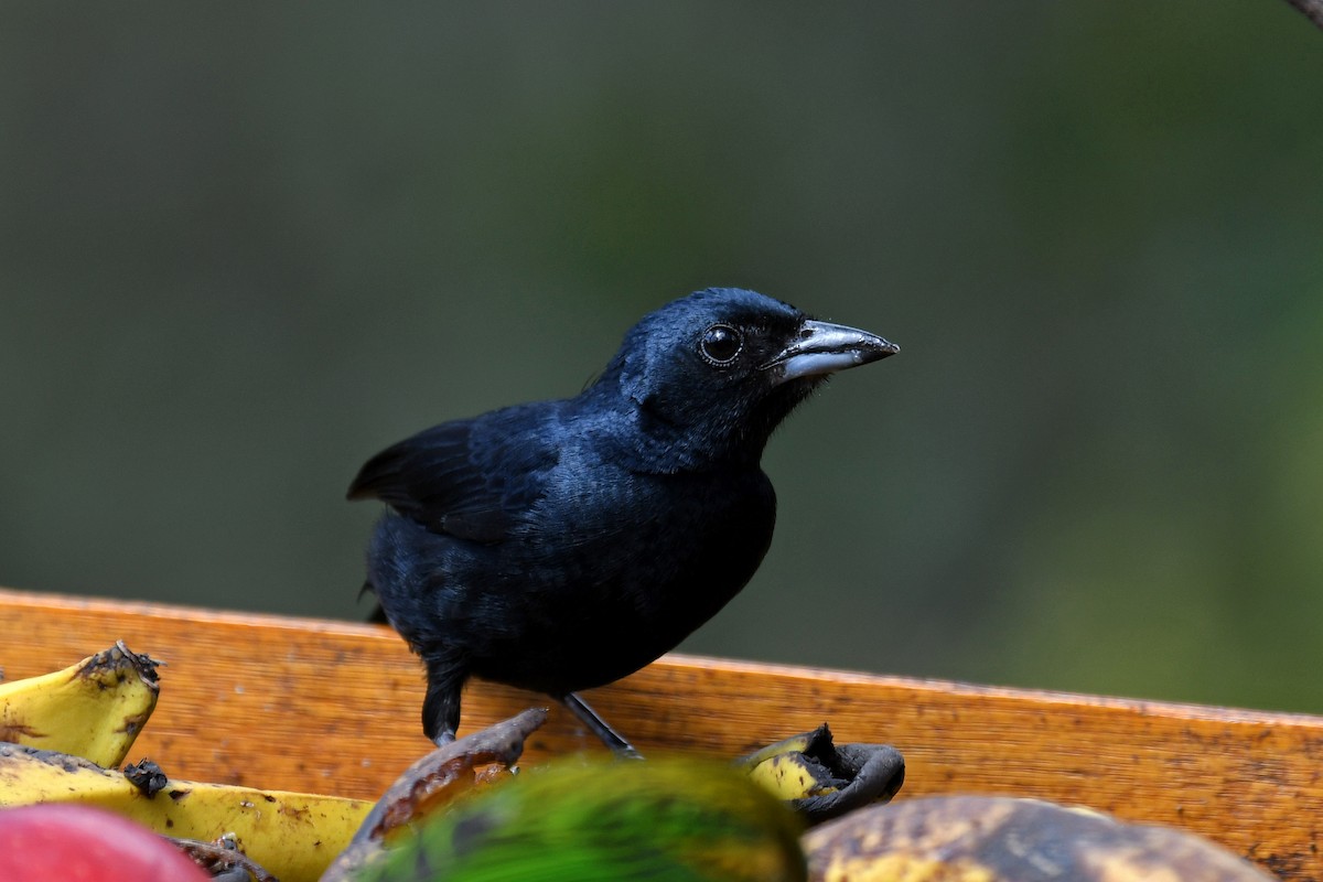 Ruby-crowned Tanager - ML85071711