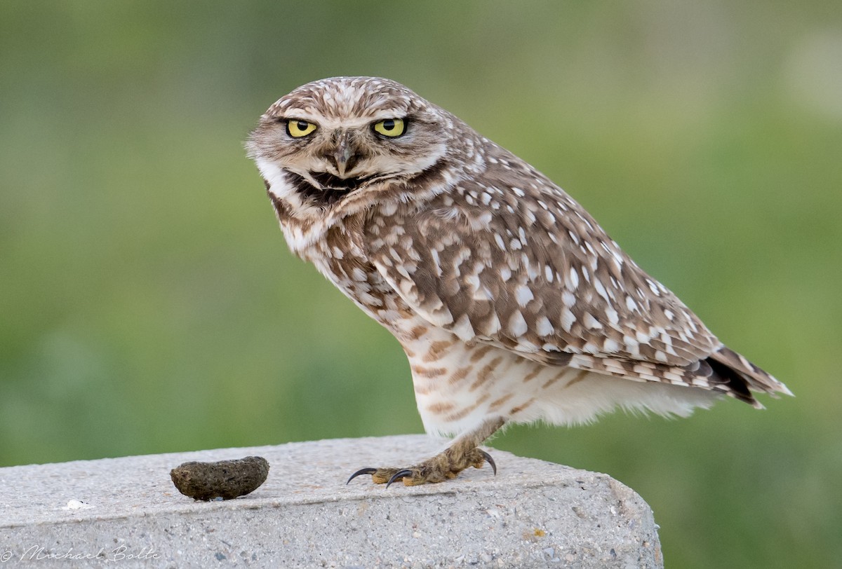 Burrowing Owl - ML85074161