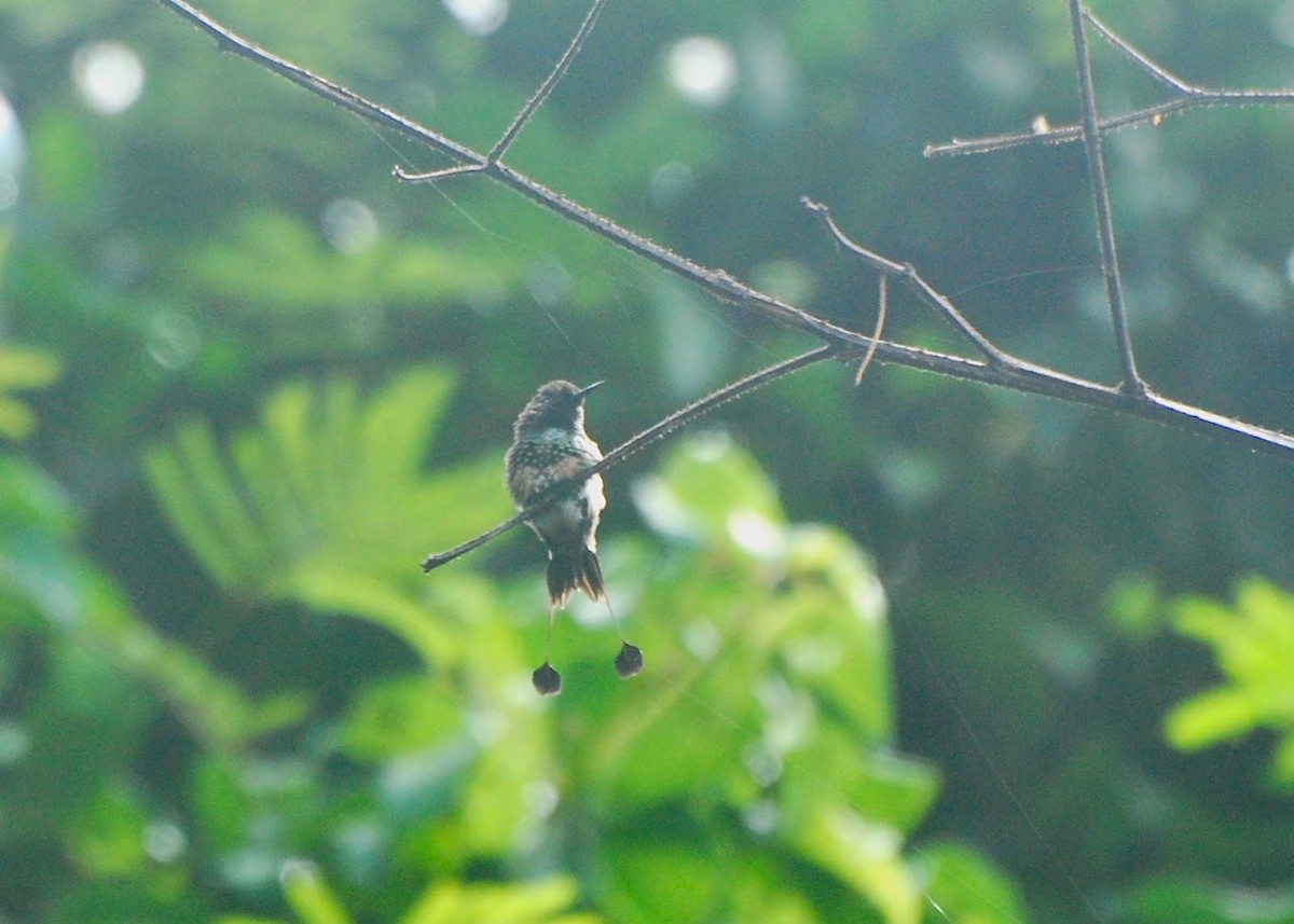 Racket-tipped Thorntail - Jan Cubilla